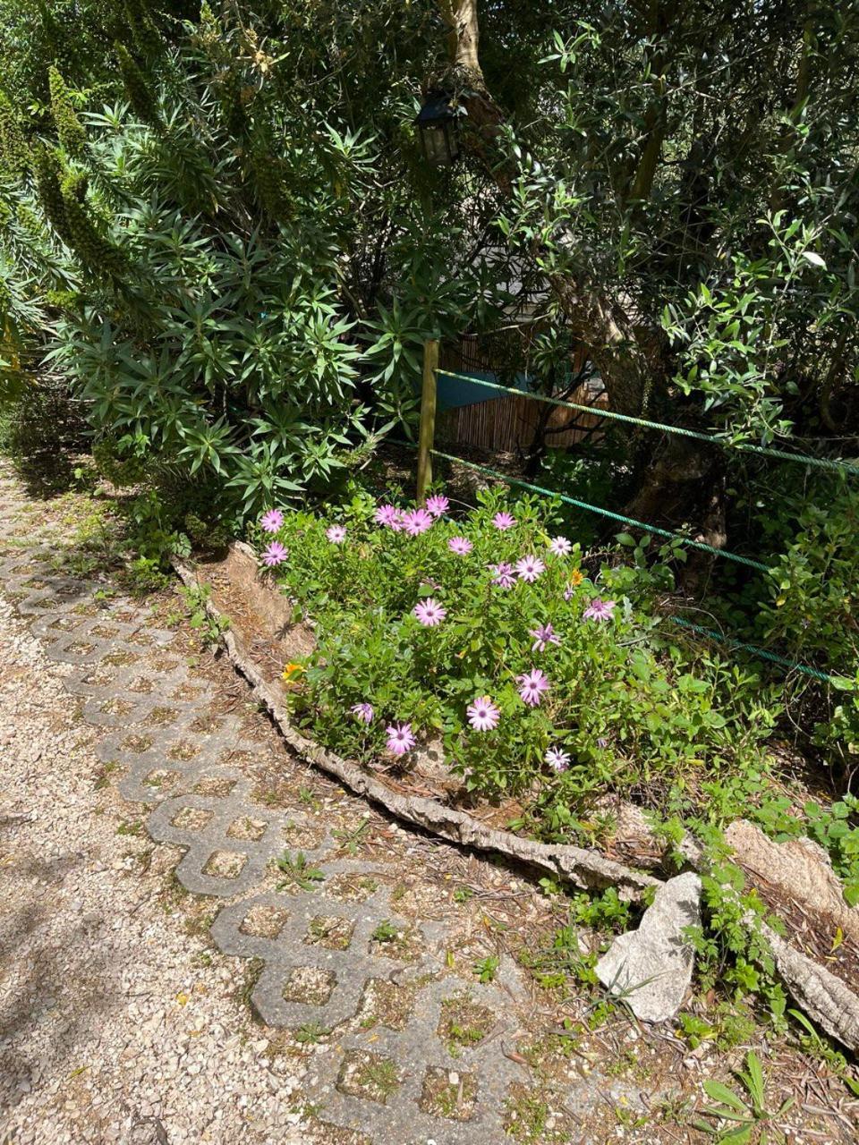 Quinta Laranja - Turismo Rural - Alvorninha エクステリア 写真